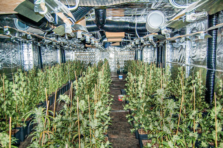 pol mk cannabisplantage mit ber 700 pflanzen in meinerzhagen aufgefunden vier m nner in untersuchung