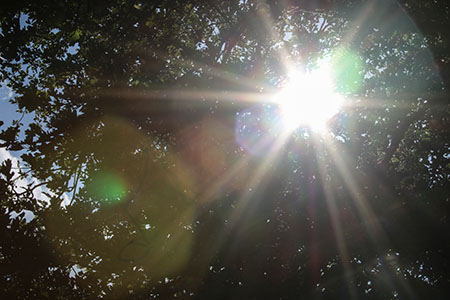 Sonnenstrahlen durch Baumblätter