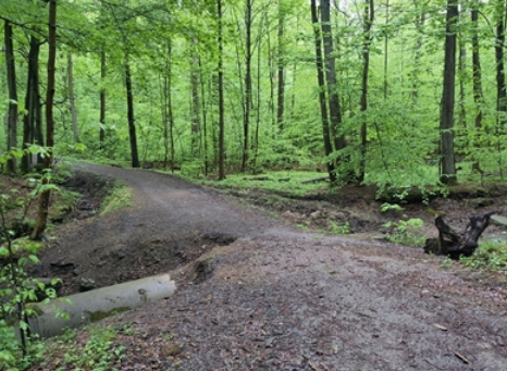 Wald