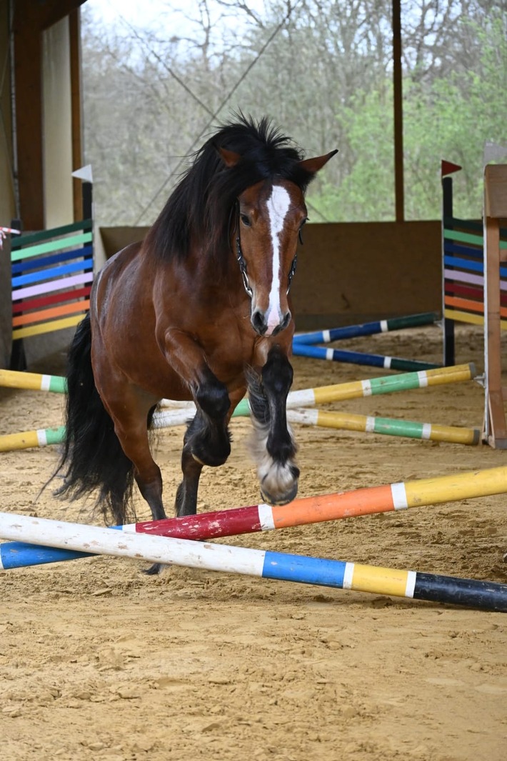 pferdebild Foto der Stute mit dem Namen Merida